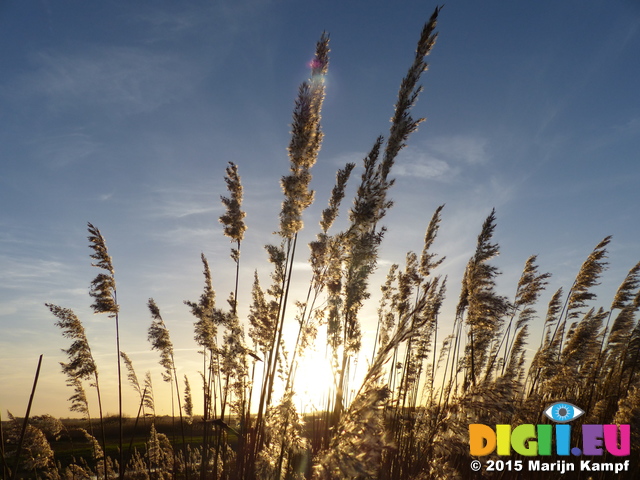 FZ024895 Reeds at sunset